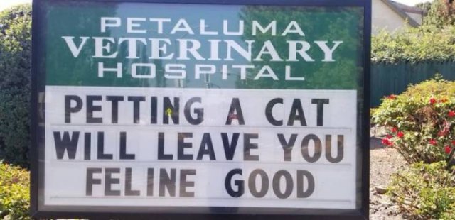 Cat Jokes By Vet Clinics (30 pics)