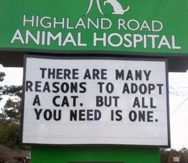 Cat Jokes By Vet Clinics (30 pics)