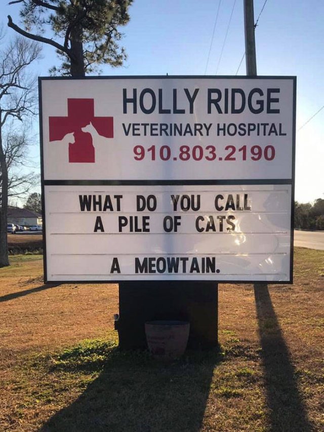 Cat Jokes By Vet Clinics (30 pics)