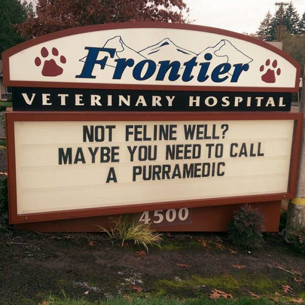 Cat Jokes By Vet Clinics (30 pics)