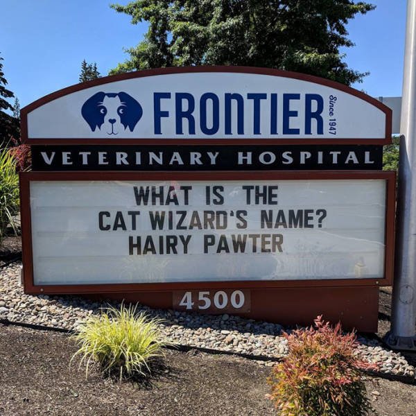 Cat Jokes By Vet Clinics (30 pics)