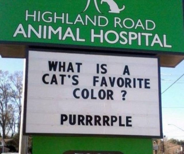 Cat Jokes By Vet Clinics (30 pics)