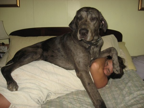 Big Dogs That Don't Know How Big They Are (34 pics)