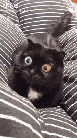Acid Gifdump, July 3 (25 gifs)