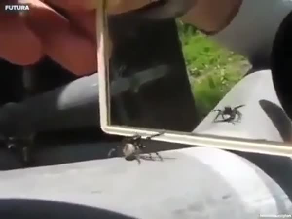A Spiders Reaction When It Sees Itself Infront Of A Mirror
