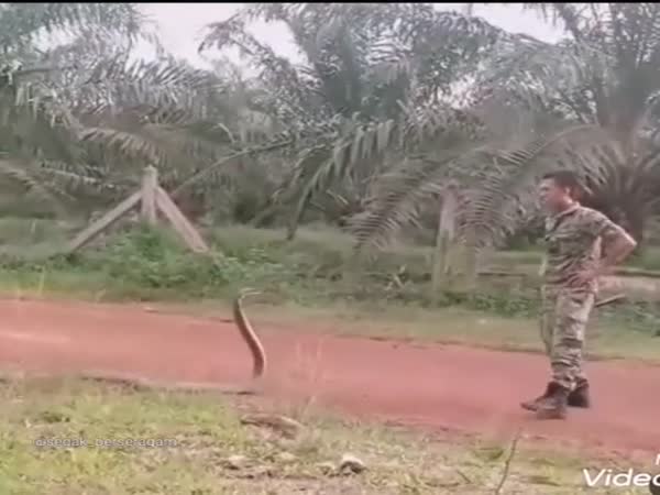 Skillfully Catching A Snake With Bare Hands
