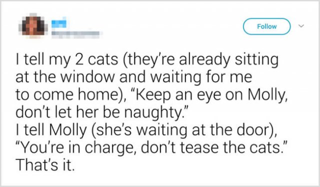 What People Tell Their Cats Before Leaving Home (22 pics)