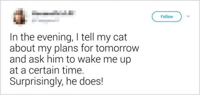 What People Tell Their Cats Before Leaving Home (22 pics)