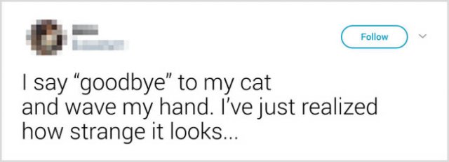 What People Tell Their Cats Before Leaving Home (22 pics)