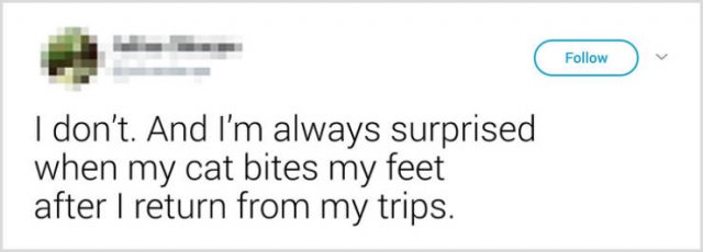 What People Tell Their Cats Before Leaving Home (22 pics)