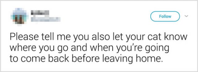 What People Tell Their Cats Before Leaving Home (22 pics)