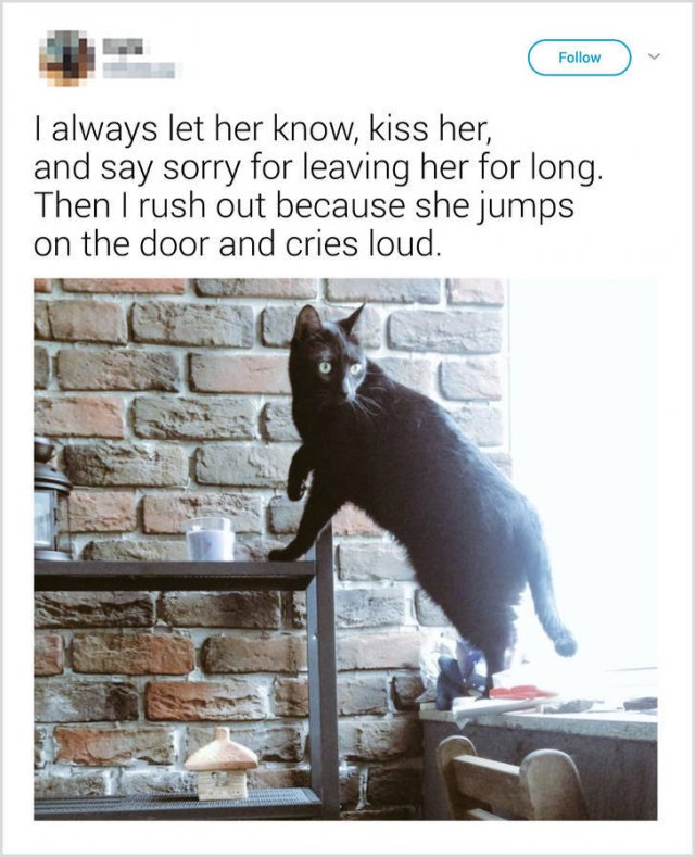 What People Tell Their Cats Before Leaving Home (22 pics)