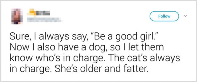 What People Tell Their Cats Before Leaving Home (22 pics)