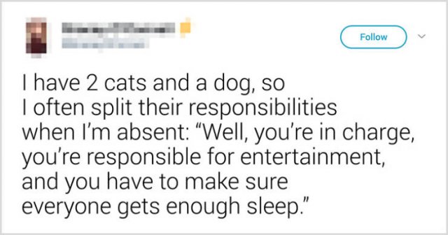 What People Tell Their Cats Before Leaving Home (22 pics)