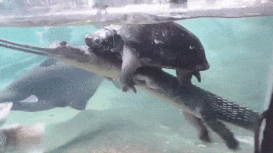 Turtles (17 gifs)