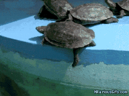 Turtles (17 gifs)
