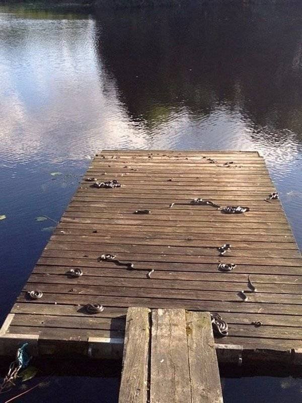 Nope! (50 pics)