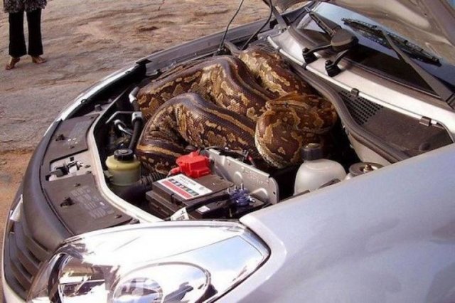 Nope! (50 pics)