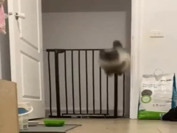 This Cat Is A Leaping Master