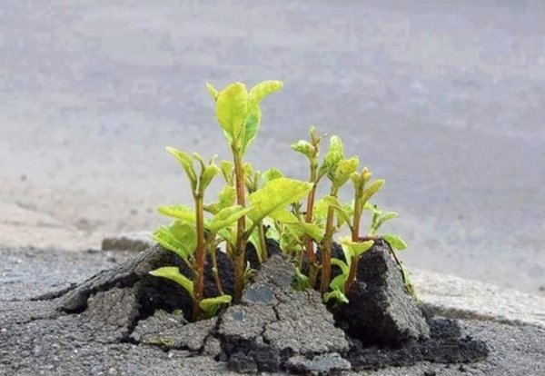 Plants Can Grow Anywhere (28 pics)