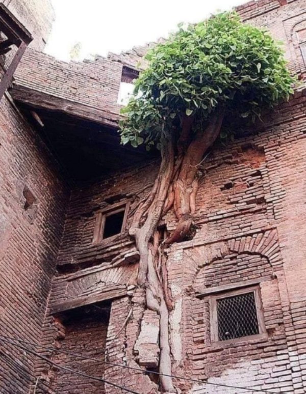 Plants Can Grow Anywhere (28 pics)