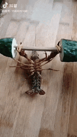 Acid Gifdump, July 11 (25 gifs)
