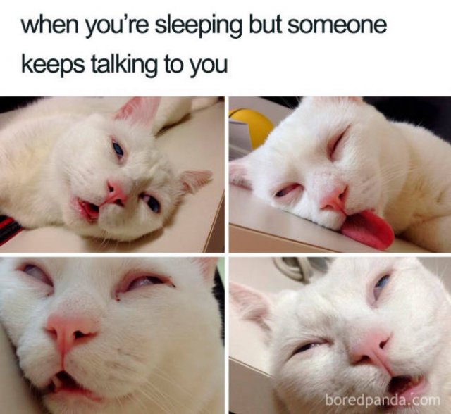 Sleep Memes (40 pics)