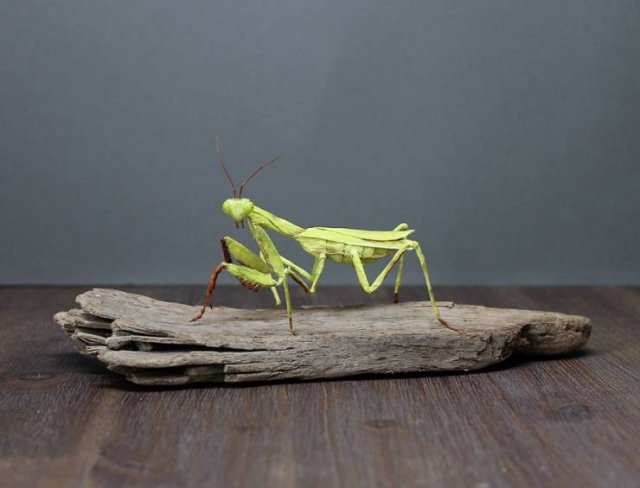 Hyper-Realistic Sculptures Out Of Simple Paper (24 pics)