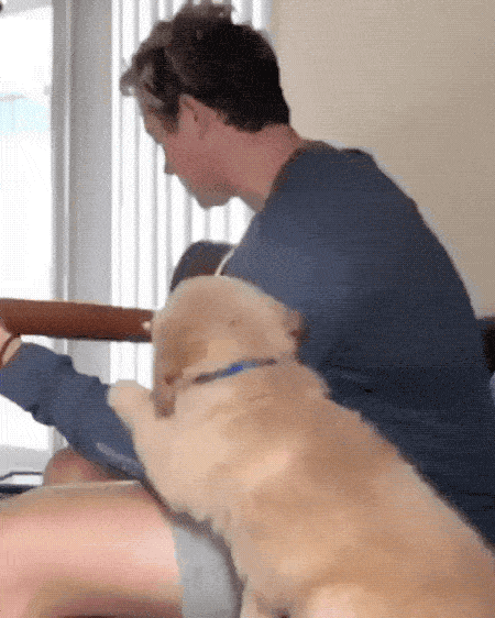 Please Pet Me (18 gifs)