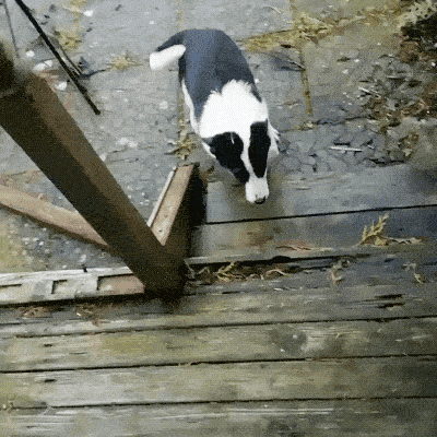 Please Pet Me (18 gifs)