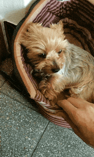 Please Pet Me (18 gifs)