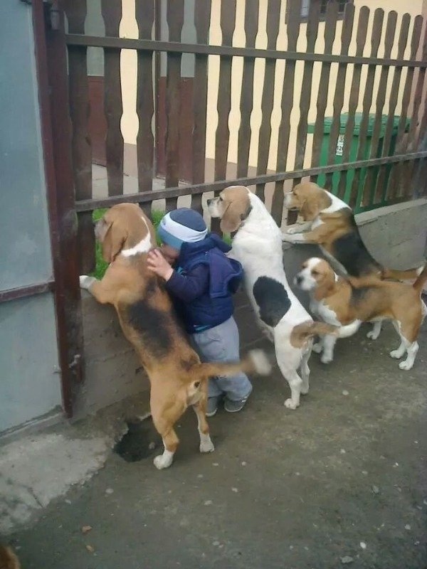Funny Dogs (56 pics)