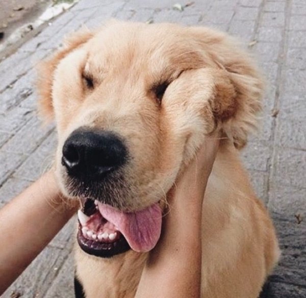 Funny Dogs (56 pics)