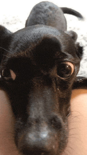 Please Pet Me (18 gifs)