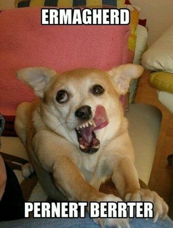 Funny Dogs (56 pics)