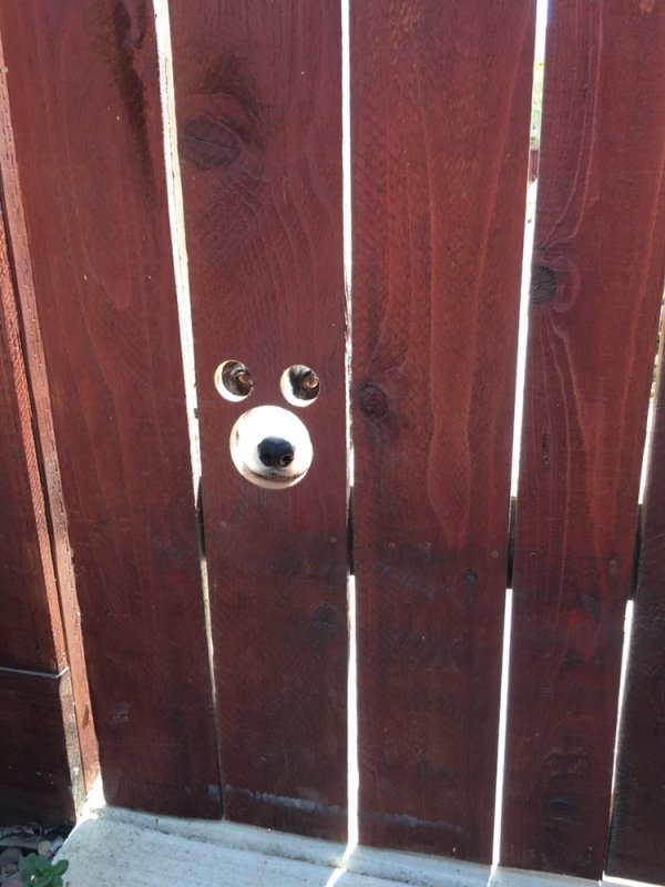 Funny Dogs (56 pics)