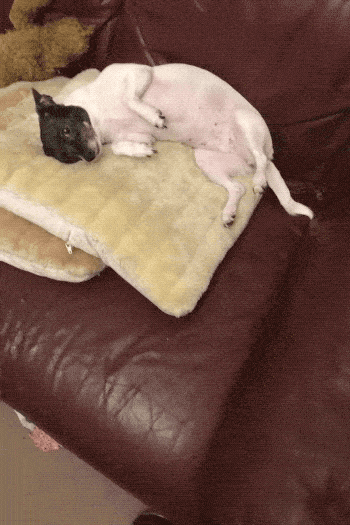 Please Pet Me (18 gifs)
