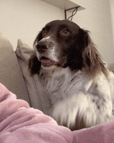 Please Pet Me (18 gifs)