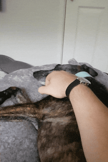 Please Pet Me (18 gifs)