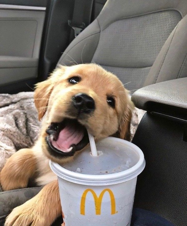 Funny Dogs (56 pics)