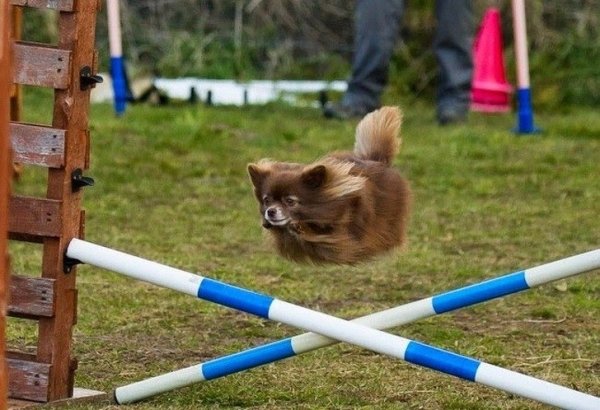 Funny Dogs (56 pics)