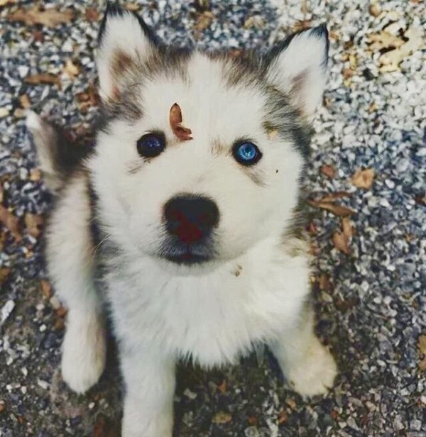 Funny Dogs (56 pics)