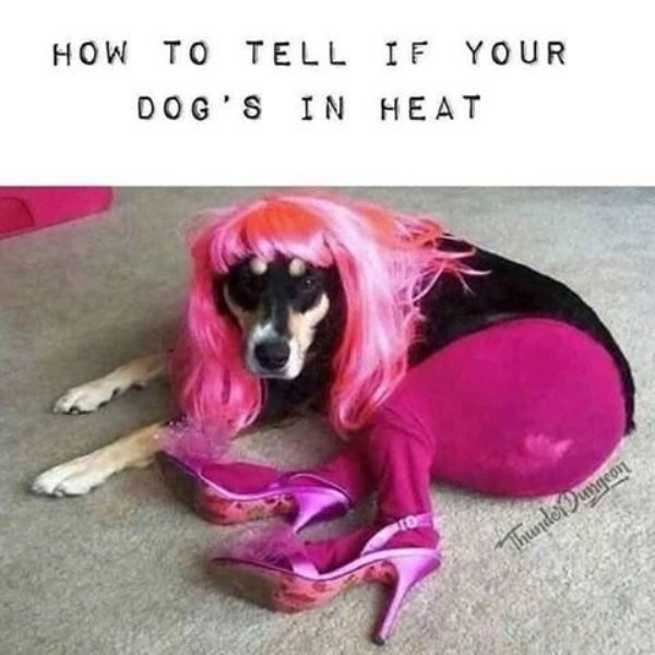 Funny Dogs (56 pics)