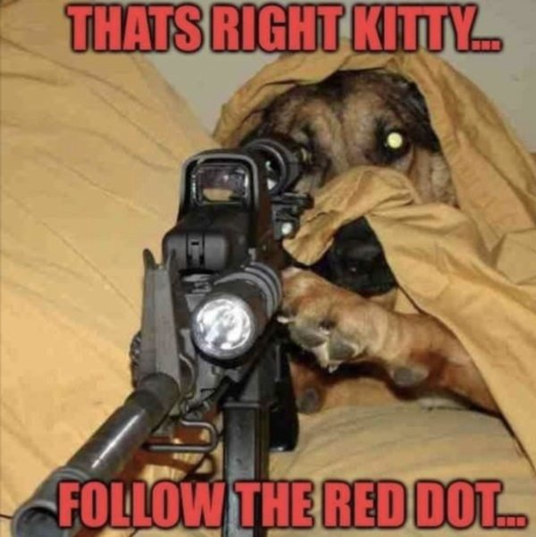 Funny Dogs (56 pics)