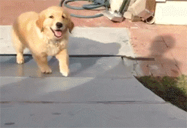 Funny Dogs (56 pics)