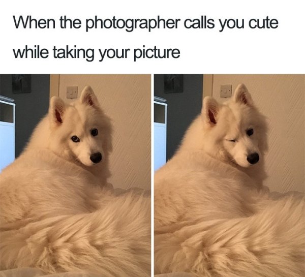 Funny Dogs (56 pics)
