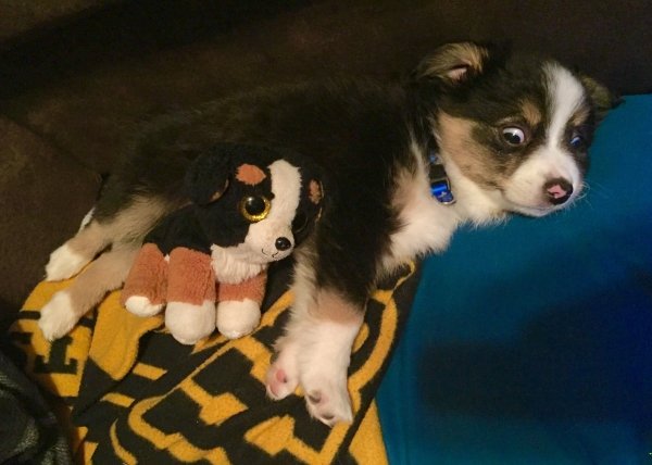 Funny Dogs (56 pics)