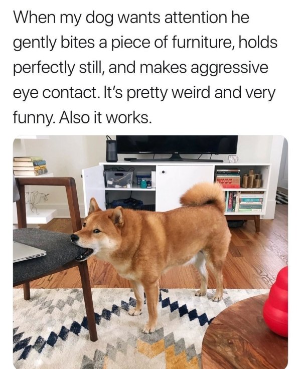Funny Dogs (56 pics)
