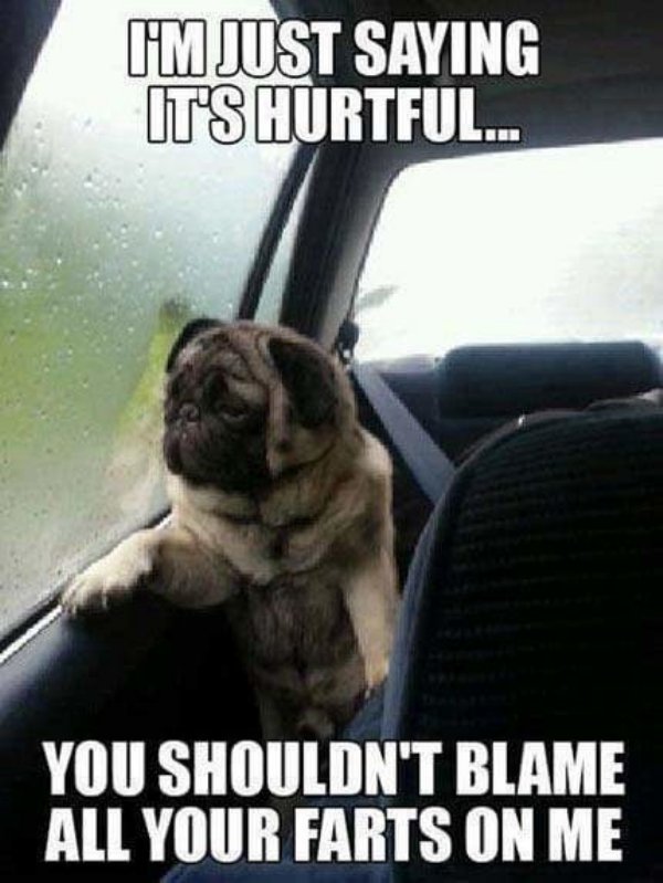 Funny Dogs (56 pics)