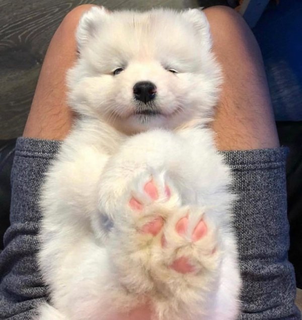 Funny Dogs (56 pics)